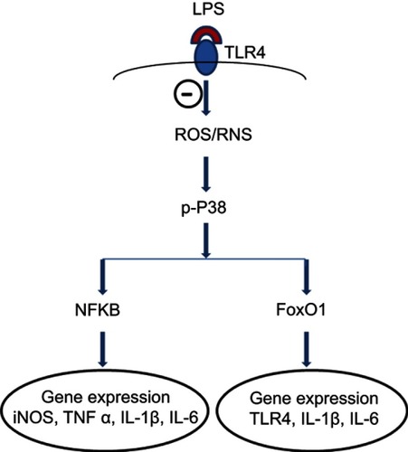 Figure 7 A proposed mechanism underlying inhibitory effects of fullerol on inflammation-related gene expression in LPS-activated macrophages. The symbol ⊝ represents inhibition of fullerol against free radicals produced after binding of LPS to its ligand TLR4. The p38 MAPK plays a pivotal role in the regulation. Through transcription factors, NFkB and FoxO1, the expression of targeted genes was regulated. The decrease in iNOS and TLR4 expression reduces the cellular level of reactive nitrogen species (RNS) and TLR4 protein, which further minimizes the inflammatory effects of LPS. It is worth noting that other signal pathways might also be involved in the anti-inflammation of fullerol.Abbreviations: FoxO1, forkhead box transcription factor 1; iNOS, induced nitric oxide synthase; LPS, lipopolysaccharide; NFkB, nuclear factor-kappaB; TLR, toll-like receptor.