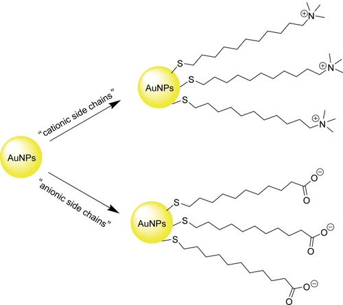 Figure 6 Cationic (CTAB-derived, top right) and anionic (carboxylate-derived, bottom right) side chain surface modification of AuNPs.