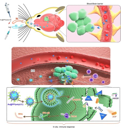 Figure 6 Schematic illustration of the principle of intranasal Au@PP/poly(I:C) delivery and the mechanism of local immune response in the brain. TMZ crosses through the BBB into the brain by IG administration, and Au@PP/poly(I:C) enters the brain via the olfactory nerve. Au@PP/poly(I:C) enters the tumor cells by endocytosis, the IFNI (IFN-α and IFN-β) were produced after the TLR-3 bonded with poly(I:C), which then increase the expression of ISGs. Besides, T cells activated by ISGs. TMZ kills a small number of tumor cells to expose the DAMPs such as ATP and high-mobility group box 1 (HMGB 1) outside. DAMPs stimulate activated T cells to attack tumor cells efficiently.