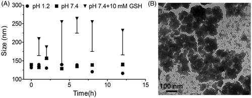 Figure 4. Real-time changes of PCur conjugate in size under pH 1.2 and 7.4 in absence/presence of 10 mM GSH (A); the morphology of PCur conjugate examined by TEM after incubation with 10 mM GSH for 12 h (B).