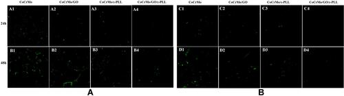 Figure 16 Results of biofilm staining. (A) S. aureus. (B) E. coli.