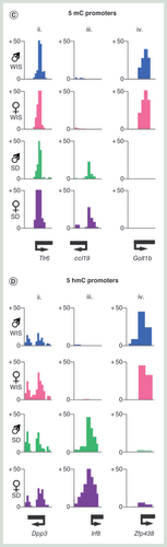 Figure 2. Promoter DNA modification patterns between Sprague–Dawley and Wistar rat livers. (A & B) Heatmap of promoter 5mC (A) or 5hmC (B) patterns stratified into one of four groups: i = constitutively depleted in 5mC, ii = constitutively enriched in 5mC, iii = Sprague–Dawley-enriched 5mC, iv = Wistar-enriched 5mC. Heatmaps represent DNA modification levels over regions spanning the TSS ± 1 kb. Average patterns for each group are plotted on the right. (C & D) Visual examples of promoters belonging to groups ii, iii and iv for 5mC and 5hmC.5mC: Methylated cytosine base; 5hmC: Hydroxymethylated cytosine base; TSS: Transcription start site.