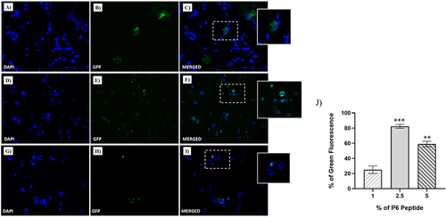 Figure 3 Fluorescent microphotographs showing the cellular uptake of the NFs into human TNBC cells. MDA-MB-231 cells were treated with NFs (1% of P6 peptide) (A–C), NF (2.5% of P6 peptide) (D–F) and NF (5% of P6 peptide) (G–I) at 50 µM for 1 h. Nuclei are shown in blue, stained with DAPI. The fluorescence (GFP) of NFs coupled with Fam is shown in green. Merged images derived from the overlapping of the two fluorescent emissions. The images shown are representative of three independent experiments. (J) Percentage of Green Fluorescence after the treatments in vitro. **p<0.01 vs 1% of P6 peptide treated cells; ***p<0.001 vs 1% of P6 peptide treated cells.