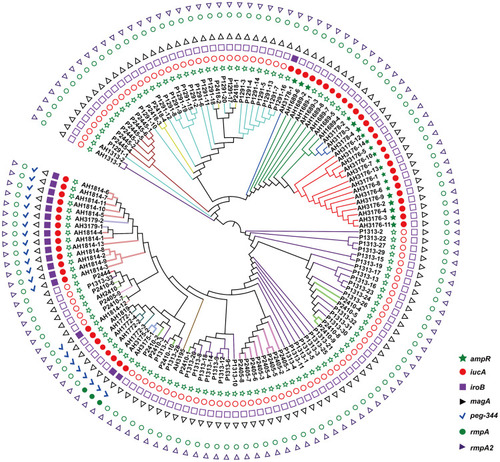Figure 1 Phylogenetic analysis of 135 isolates in this study. The branches of different CT type isolates are shown in colours. The corresponding isolates of each CT type are CT1291 (P1291-1 to P1291-20), CT1313 (P1313-1 to P1313-33, AH1313-1 to AH1313-2), CT1689 (AH1689-1 to AH1689-8), CT1772 (AH1772-1 to AH1772-4), CT1814 (AH1814-1 to AH1814-13), CT1819 (AH1819), CT2405 (P2405-1 to P2405-9), CT2410 (P2410-1 to P2410-11), CT2418 (P2418-1 to P2418-4), CT2444 (P2444), CT2445 (P2445-1 to P2445-6), CT3175 (AH3175-1 to AH3175-2), CT3176 (AH3176-1 to AH3176-14), CT3178 (AH3178-1 to AH3178-4), CT3179 (AH3179-1 to AH3179-2), and CT3195 (AH3195). rmpA, rmpA2, magA iroB, peg-344 and iucA were identified for the differentiation of hypervirulent K. pneumoniae from classical K. pneumoniae in a previous study.Citation18