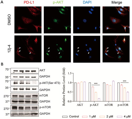 Figure 8. Blocking of the AKT/mTOR pathway by 12j-4 in MDA-MB-231 cells. (A) Representative immunofluorescence images of PD-L1 (red), p-AKT (green), and nucleic (blue) foci in MDA-MB-231 cells treated with 12j-4 (4 μM) for 24 h. (B) Detection of the expression of AKT, p-AKT, mTOR, and p-mTOR proteins by Western blot in MDA-MB-231 cells treated with compound 12j-4 for 48 h at a concentration of 1, 2, and 4 μM, respectively. Data are expressed as mean ± SEM (n = 3). *p < 0.05, **p < 0.01, ***p < 0.001.