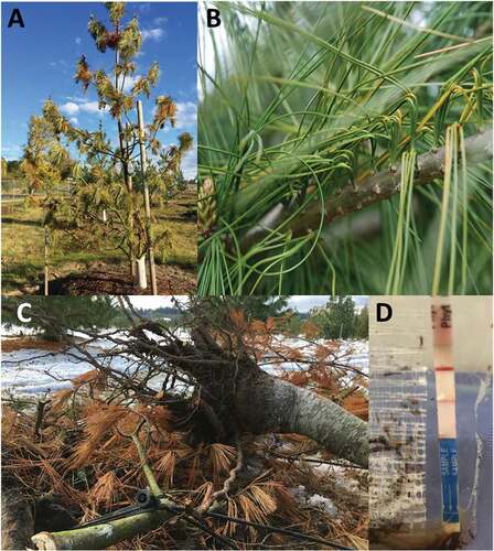 Fig. 1 Western white pine mortality in BC seed orchards. A, early disease stage; B, bent needle symptom; C, roots and necrotic root tips on a dead tree; D, Agdia ImmunoStrip® test positive for Phytophthora spp. (2 red bands) on a soil sample collected at the Saanich Seed Orchard