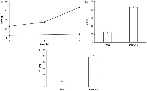 Figure 11. (a) Comparison of the η* of unmodified (triangle) and thio-poly acrylic acid (square) at 0 h, 2 h, 4 h at 37 °C. Indicated values are means (±SD) of at least three experiments (*p< 0.05 compared to control). (b) Storage modulus G′ of 0.2% unmodified (PAA) and modified (PAACYS)–mucus after 30 min. Indicated values are means (±SD) of at least three experiments (*p < 0.05 compared to control). (c) Loss modulus G′′ of 0.2% unmodified (PAA) and modified (PAACYS)–mucus after 30 min. Indicated values are means (±SD) of at least three experiments (*p< 0.05 compared to control).