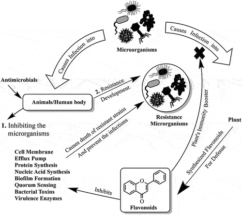 Figure 2. Mechanism of flavonoids with antibiotics for drug-resistant infections.