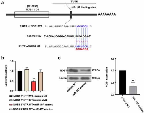 Figure 6. NOB1 was a target gene of miR-107. (a) MiR-107 target site in the NOB1 3’ UTR WT was predicted. (b) The dual luciferase reporter assay was employed to demonstrate that NOB1 was a target gene of miR-107. (c) FaDu cells were transfected with miR-107 mimics or mimics NC for 48 h, and the protein expression of NOB1 was detected. Data were expressed as means ± SD (n = 3). **P < 0.01 versus the NOB1 3’ UTR MT+miR-107 mimics group. WT, wild type; MT, mutant type.