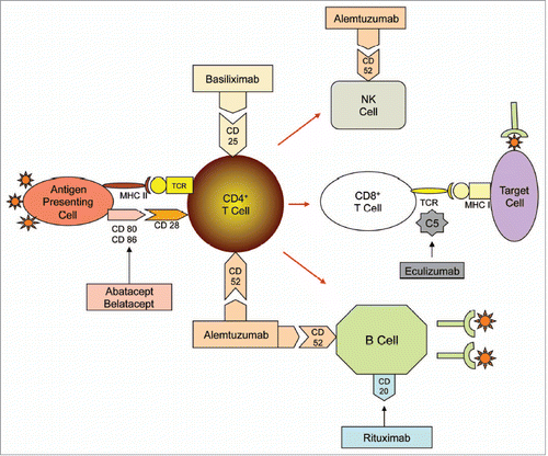 Figure 1 Mechanisms of T-cell activation and proliferation targeted by drugs. New agents in transplantation target various mechanisms of T-cell activation and proliferation with the intent to minimize calcineurin inhibitor use and improve long-term outcomes. CD, cluster of differentiation; MHC, major histocompatibility complex; NK, natural killer; PSGL, P-selectin glycoprotein ligand; sCR, soluble complement receptor; TCR, T-cell receptor.