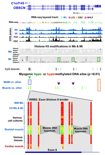 Figure 5. Myogenic hypomethylation in the OBSCN, which encodes a giant muscle-associated protein. DNA and chromatin epigenetic marks for OBSCN (chr1:228,378,622–228,575,138; including C1orf145) are indicated as in the previous figures with the addition of Mt and Mb data for histone H3 methylation and acetylation (Broad, http://genome.ucsc.edu) shown in bar format. At the bottom of the figure is an enlarged view of skeletal muscle-associated hypomethylation at the exon 8/intron 8 border (chr1:228,404,946–228,405,003) for the following samples: IBM Mb, Ctl Mb3, Ctl Mt3, Ctl Mb7, Ctl Mt7,Fib1, HMEC, ESC, Muscle A1, Muscle A2, Muscle B1, Muscle B2, leukocyte, kidney, stomach and testis. Cardiac muscle, which was not included in the set of samples for determination of muscle-specific DM sites, is also shown. Myogenesis-associated epigenetic marks that are referenced in the text are indicated by boxes or triangles.