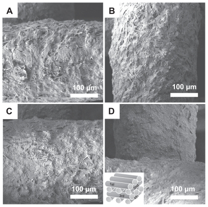Figure 8 Field emission scanning electron microscopy images of extracellular matrixcoated scaffolds after 5 days of culture of MC3T3-E1 cell: first (A), second (B), third (C), and fourth layer (D).
