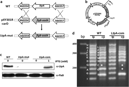 Fig. 2 Construction of the ltpA mutant and the complementation strain.a Strategy for constructing the ltpA mutant. WT: genomic structure of ltpA. pXY301R-carD: the suicide vector used for inactivation of ltpA. LtpA-mut: the ltpA mutant. b Diagram of the shuttle vector used for complementation. cB. burgdorferi strains were cultured in BSK-II medium with or without 1 mM IPTG. Spirochetes were collected at the mid-log phase (107 spirochetes/ml) then processed for immunoblotting analysis. WT wild-type B. burgdorferi strain 5A4NP1, Ltp-mut the ltpA mutant, LtpA-com the complementation strain. d Endogenous plasmid profiles of wild-type (WT) and complementation strains (LtpA-com). The ltpA mutant has an identical plasmid profile to that of the WT (not shown). * indicates the band corresponding to plasmid cp32-7 that is missing in LtpA-com