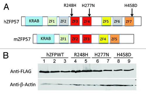 Figure 2. Wild-type and mutant human ZFP57 proteins were expressed in mouse ES cells lacking endogenous mouse ZFP57. (A) Schematic diagrams are shown for the wild-type human ZFP57 (hZFP57) and mouse ZFP57 (mZFP57) proteins. Same colors indicate the conserved domains with high amino acid sequence identities. Arrows with corresponding amino acid substitutions above them indicate the positions of three point mutations found in human patients. Both hZFP57 and mZFP57 contain a highly conserved KRAB box (in blue) at the N-terminus. The full-length hZFP57 is predicted to have seven zinc finger (ZF) domains. R248H and H277N are located in ZF3 and ZF4 of hZFP57 (both in red), respectively. H458D is located in the last zinc finger ZF7 of hZFP57 (in orange). By contrast, mouse ZFP57 (mZFP57) protein only has five zinc finger domains (ZF1-ZF5). ZF3 and ZF4 of hZFP57 are highly homologous to ZF2 and ZF3 of mZFP57. ZF1, ZF5, and ZF7 of hZFP57 share high sequence similarities to the corresponding ZF1, ZF4 and ZF5 of mZFP57. (B) Western blot analysis of the whole-cell lysate isolated from the Zfp57-null mouse ES clones expressing the wild-type human ZFP57 (hZFPWT) or one of three mutant human ZFP57 proteins (R248H, H277N and H458D) with a 3XFLAG tag at the C-terminus. Lanes 1–3, three independent Zfp57-null mouse ES clones expressing the wild-type human ZFP57 (hZFPWT). Lanes 4–5, two independent Zfp57-null mouse ES clones expressing the R248H mutant human ZFP57 protein. Lanes 6–7, two independent Zfp57-null mouse ES clones expressing the H277N mutant human ZFP57 protein. Lanes 8–9, two independent Zfp57-null mouse ES clones expressing the H458D mutant human ZFP57 protein. Top panel, western blot probed with mouse monoclonal anti-FLAG antibody. Bottom panel, western blot probed with mouse monoclonal antibody against β-actin.
