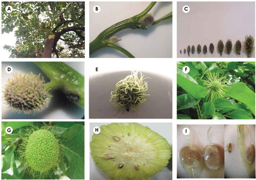 Figure 1. (a–i) The structure of the plant, inflorescence, and fruit of M. pomifera at different developmental stages. (a) Whole plant morphology; (b,c) Developing inflorescences with short peduncles on a branch of the plant, bracts at the base of the inflorescences and the styles on the inflorescence surface can be seen; (d–g) Continuation of inflorescence and styles development and multiple accessory fruit formation; styles change from felt-like to needle-like and some of them are dried and shed. (h) Transverse section of multiple accessory fruit with multiple distinguishable flowers, a few number of filled seeds are formed. (i) Drupe fruits with long and permanent styles.