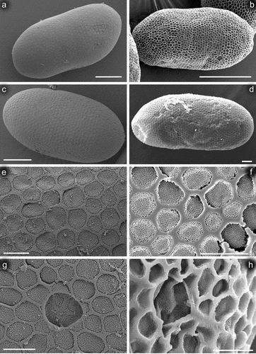 Figure 12. Eggs of Centroptilum volodymyri sp. nov., from paratype (a, c, e, g) and C. luteolum (Müller, 1776) (b, d, f, h); provided by Nicolás Ubero-Pascal). (a–d) General view of egg; (e, f) chorionic surface; (g, h) micropyle. Scale bars: a, c = 30 μm; b = 80 μm; d = 20 μm; e, g = 5 μm; f = 10 μm; h = 5 μm.