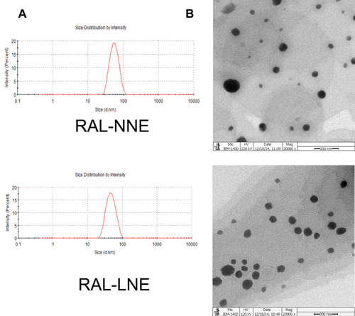 Figure 2 Characterizations of RAL-NNE and RAL-LNE. Globule sizes (A), morphology (B) of RAL-NNE and RAL-LNE (× 15,000).