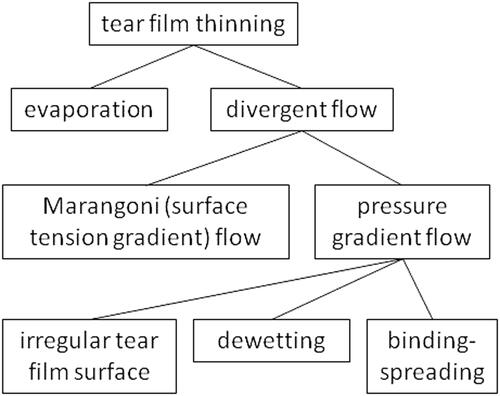 Figure 4. Classification of possible mechanisms of tear film thinning, either before or after touchdown. The evaporation branch is a primary driver of tear film thinning, represented as the only mechanism on the left side of the tree. On the right side of the tree, there may be different types of divergent flow as discussed in the text.