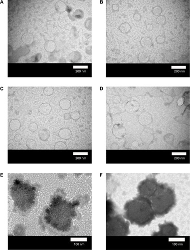 Figure 3 Micrographs of WGA-CL-NGF-CUR-liposomes.Notes: (A–H) Transmission electron microscopic images. (I–L) Scanning electron microscopic images. (A, I) rCL =0%; (B, J) rCL =5%; (C, K) rCL =10%; (D, L) rCL =20%; (E) CWGA =2.5 mg/mL and rCL =10%; (F) CWGA =2.5 mg/mL and rCL =20%; (G) CWGA =5 mg/mL and rCL =10%; (H) CWGA =5 mg/mL and rCL =20%.Abbreviations: rCL, CL mole percentage in lipids (%); CWGA, WGA concentration in grafting medium (mg/mL); CL, cardiolipin; CUR, curcumin; NGF, nerve growth factor; WGA, wheat germ agglutinin.