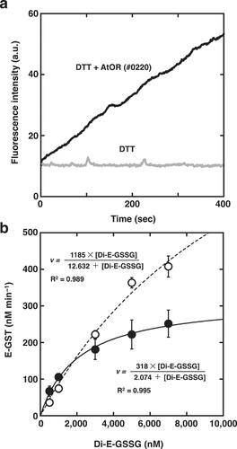 Figure 2. PDR activity of AtOR protein. (a) Di-E-GSSG was incubated with DTT at 25°C in the presence (black line) or absence (gray line) of AtOR (#0213). The fluorescence was recorded with excitation at 525 nm and emission at 545 nm. (b) Michaelis-Menten curves for PDR kinetics with 5 µM DTT of AtOR (#0213)(open circles and broken line) and AtOR (#0220)(closed circles and solid line). AtOR and DTT were incubated with varying concentrations of Di-E-GSSG at 25°C, and initial rates of E-GSH formation were monitored as a function of the concentration of Di-E-GSSG. Values represent the mean ± S.D. (n= 3).