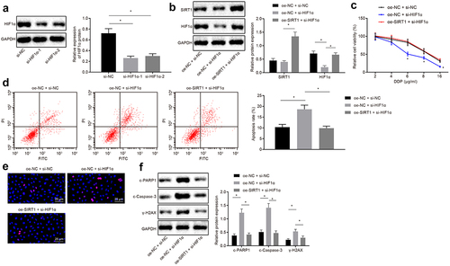 Figure 5. Silencing SIRT1 promotes the degradation of HIF1α to inhibit chemotherapy resistance in NSCLC cells. A, Analysis of HIF1α screening silenced sequence by Western blot analysis. B, Analysis of HIF1α and SIRT1 expression by Western blot analysis. C, MTS assay for proliferation of H460-R cells treated with different concentrations of DDP. D, Flow cytometry assay for detection of apoptosis in H460-R cells. E, Detection of Ɣ-H2AX positive expression in cells by immunofluorescence assay. F, Analysis of protein levels of SIRT1, c-PARP1, c-Caspase-3 and Ɣ-H2AX in H460-R cells by Western blot analysis. The experiment was independently repeated three times. * p < 0.05 vs. upon treatment of si-NC or oe-NC + si-NC.