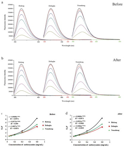 Figure 4. Fluorescence spectra of α-glucosidase in the absence (black line) and presence (colored lines) of CLM anthocyanins from the samples before (a) and after (b) in vitro gastrointestinal digestion. From top to bottom, the concentrations of CLM anthocyanins are 0.0, 0.05, 0.1, 0.2, 0.4 and 0.8 mg/mL; Stern-Volmer plots for fluorescence quenching of α-glucosidase by CLM anthocyanins before (c) and after (d) in vitro gastrointestinal digestion. The equations for them were fitted according to Eq. (4).Figura 4. Espectros de fluorescencia de α-glucosidasa en ausencia (línea negra) y presencia (líneas coloreadas) de antocianinas CLM de las muestras antes (a) y después (b) de la digestión gastrointestinal in vitro. De arriba a abajo, las concentraciones de antocianinas CLM son 0.0, 0.05, 0.1, 0.2, 0.4 y 0.8 mg/mL; diagramas de Stern-Volmer para la desactivación de la fluorescencia de la α-glucosidasa por las antocianinas CLM antes (c) y después (d) de la digestión gastrointestinal in vitro. Las ecuaciones para ello se ajustaron de acuerdo con la ecuación (4).