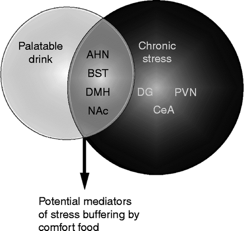 Figure 8.  Summary diagram of regional neurochemical changes in response to palatable snacking and chronic stress. In a number of brain regions, shown in the overlapping circles, neurochemical changes (expression of ENK, GAD65, and DYN mRNAs) induced by CVS were prevented by palatable snacking, thus identifying these regions as potential mediators of comfort food-induced stress buffering. Abbreviations: bed nucleus of the stria terminalis, BST; nucleus accumbens, NAc; dentate gyrus of hippocampus, DG; dorsomedial hypothalamus, DMH; anterior hypothalamic nucleus, AHN; paraventricular nucleus of the hypothalamus, PVN; and central amygdala, CeA.