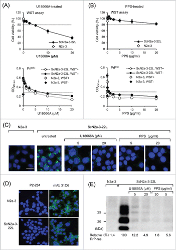 Figure 4. Utility of cell-based ELISA in combination with cytotoxicity assay. (A and B) Influence of the cytotoxicity assay on subsequent PrPSc detection. ScN2a-3-22L cells were cultured in 96-well plates for 24 h and then incubated with U18666A (A) or PPS (B) for 48 h at the indicated concentrations. Immediately before fixation, cell viability was measured with the WST assay using CCK-8. After removal of the CCK-8 reagent, cells were subjected to PrPSc detection in the same plate. Regarding PrPSc detection, PrPSc signals detected after the WST assay (WST+, open diamonds and circles) or without WST assay (WST−, closed diamonds and circles) are shown. The dashed lines in WST assay indicate survival rate at 80%. The PrPSc signal detected from N2a-3 cells was used to calculate cutoff values (mean plus 3 × SD) for PrPSc detection (dashed lines). (C) IFA for PrPSc detection. ScN2a-3-22L cells were cultured in a chambered coverglass for 24 h and then treated or with U18666A or PPS for 48 h at the indicated concentrations. ScN2a-3-22L and N2a-3 cells untreated with these compounds were used as positive and negative controls for PrPSc, respectively. The cells were subjected to PrPSc-specific straining with mAb 132 (green), and cell nuclei were counterstained with 4', 6-diamidino-2-phenylindole (DAPI) (blue). (D) Expression of PrPC in N2a-3 and ScN2a-3-22L cells. Cells were stained with mAb 31C6 (green) without pretreatment of GdnSCN for the detection of PrPC. Nuclei were counterstained with DAPI (blue). P2-284: negative control mAb. Scale bar: 20 μm. (E) Immunoblot analysis. ScN2a-3-22L cells were cultured in 24-well plates for 24 h and subsequently treated with U18666A or PPS for 48 h at the indicated concentrations. Cells were then subjected to immunoblot analysis for the detection of PrPSc-res. N2a-3 cells untreated with these compounds were used as negative controls for PrPSc-res. PrPSc-res levels relative to untreated ScN2a-3-22L cells are shown at the bottom. Scale bar: 20 μm.