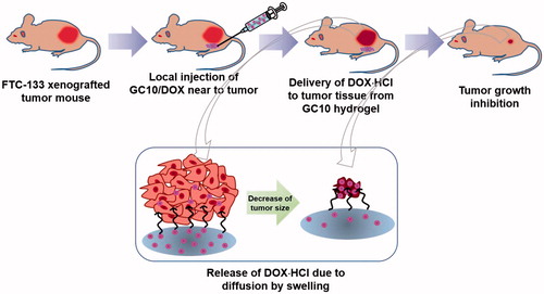 Figure 8. Schematic illustration showing possible mechanism of GC10/DOX on the improvement of thyroid cancer treatment. GC10/DOX was locally injected next to tumor.
