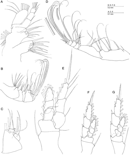 Figure 2.  Caiconectes antiquus gen. et sp. nov., female. (A) Maxillule; (B) maxilla; (C) basal endite and first segment of maxilla; (D) maxilliped; (E) leg 1; (F) leg 2; (G) leg 3.