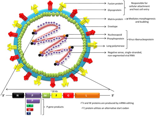Figure 1. Structure of Nipah virus.