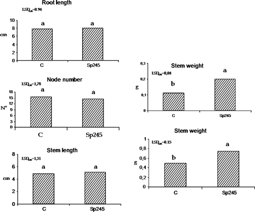 Figure 9.  Root weight and stem weight were positively affected by Sp245, in 50-day-old plants (30 days after inoculum) MM 106. C = control. The data were subjected to one-way ANOVA (p<0.05).