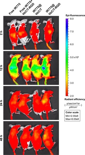 Figure 6 In vivo imaging of tumor-bearing mice at 2, 12, 24, and 48 hours after intravenous injection of free IR775 and different IR775-labeled micelles.