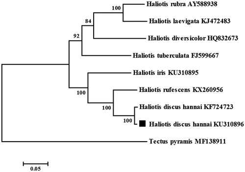 Figure 1. Phylogenetic analysis of Pacific abalone and related abalone species based on the 13 PCGs using maximum likelihood method (ML). Numbers above the nodes indicate 1000 bootstrap values. Accession numbers are shown behind species names.