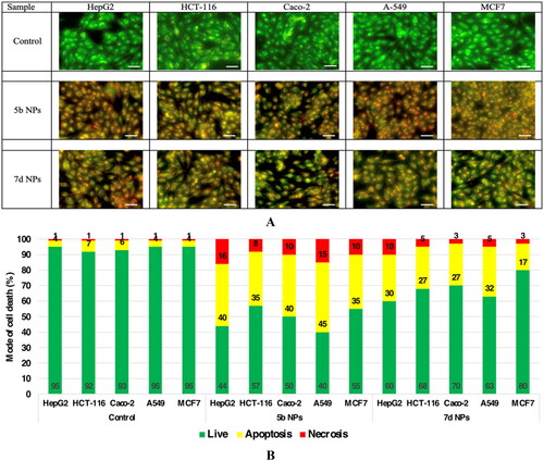 Figure 8. The mode of cell death of samples 5b NPs and 7d NPs on different cell lines. (A) The fluorescence stain using acridine orange/ethidium bromide stain. The photos show high early and late apoptotic changes with considerable necrotic changes. The scale bar is 50 µm and the magnification is ×20. (B) The % distribution of modes of cell death among different cell lines compared to their respective control cells.