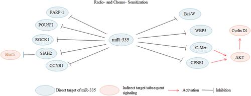 Figure 3 MiR-335 regulates the sensitivity of cancer cells to the anti-cancer treatment. MiR-335 enhances the sensitivity of cancer cells to the anti-cancer treatment via the inhibition of PARP-1, POU5F1, ROCK1, SIAH2, CCNB1, Bcl-W, WBP5, C-Met and CPNE1.