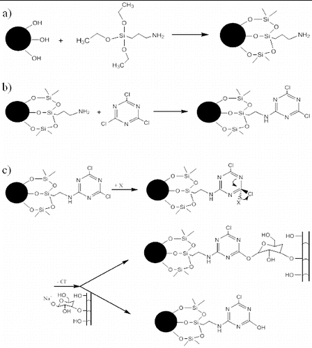Figure 1. Reaction steps for grafting microspheres/capsules onto cellulosic fibres: (a) functionalisation of silica microspheres with amine groups; (b) linkage of cyanuric chloride molecule to amine-functionalised silica microspheres; and (c) competing nucleophilic substitution reaction of triazine functionalisation.