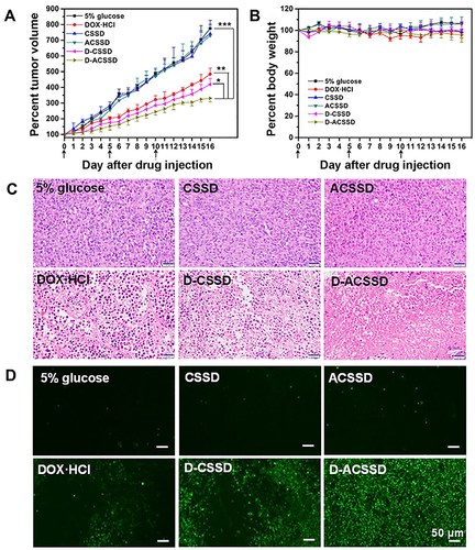 Figure 9 (A) Tumor growth curves and (B) body weight of orthotopic 4T1-bearing mice after the treatment with 5% glucose, DOX·HCl, CSSD, ACSSD, D-CSSD and D-ACSSD micelles (n = 5). (C) H&E and (D) TUNEL staining images of the tumors. *P < 0.05, **P < 0.01, ***P < 0.001.