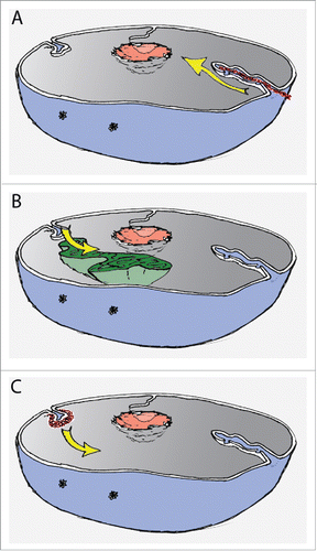 Figure 2. Schematic representation of nucleus with possible mechanisms driving NR formation. (A) Pushing the NE by cytoskeleton (red) as visualised by yellow arrow; (B) Pulling the NE by chromatin movement (green), movement indicated by yellow arrow; (C) Focal and de novo assembly and growth (yellow arrow) of NR invaginations (red) by dedicated machinery.