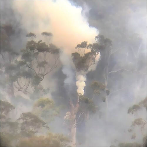 Figure 2. Participant photo: Bush burning 700 m from a participant’s house in rural New South Wales. Reproduced with permission.