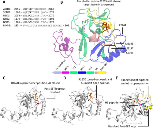 Figure 7. In the binary PKMT-SAM structure, the placeholder residue occupies the target lysine channel. A| Alignment of the autoinhibitory loops (AL) of PKMTs with known placeholder residue (bold). B| Cartoon and sticks representation of ASH1L (PDB 4YNM (Rogawski et al. Citation2015)) with S2259 acting as the placeholder residue and the AL in closed position. A target lysine taken from a superposition is shown in fade violet in the target lysine channel to visualize the overlap with the placeholder residue. SAM is shown in orange and the methyl group in black. C| In SETD2, the placeholder residue R1670 (rose, sticks) can adopt multiple conformations. If no peptide is bound, the AL is in a closed position and R1670 occupies the target lysine channel (PDB 4H12 (Zheng et al. Citation2012)). D| In a half-open position, the AL starts to lift and R1670 turns outwards (PDB 5JLE (Yang et al. Citation2016)). E| If a peptide substrate (cyan, target lysine in pink) is bound, the AL is in an open position and R1670 is solvent exposed. The post-SET loop (yellow, cartoon) is closed on top of the bound peptide (PDB 5JLB).