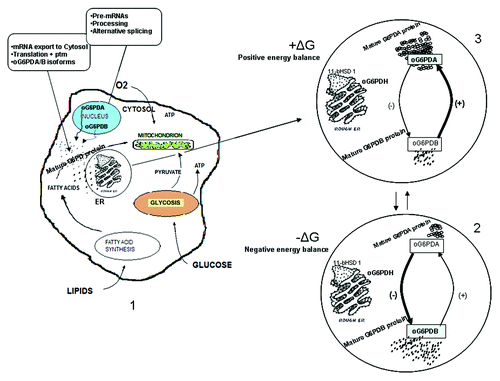 Figure 5. Theoretical model of the role of oG6PDH transcripts in energy metabolism. The picture depicts the influence of energy balance on ovine G6PDH mRNA and protein isoforms. Negative energy balance has inversely proportional effect on oG6PDA mRNA accumulation and protein isoform. In contrast, positive energy balance has a positive effect on oG6PDA mRNA and negative effect on oG6PDB mRNA accumulation and protein isoform. (1) State of the cell in tissues producing and secreting both transcripts into the cytoplasm. The mRNA molecules produced after processing and alternative splicing, export to the cytosol and translation follows. Each isoform production, depends on the (−) or (+) energy balance. (2 and 3) Negative and positive energy balance favors either oG6PDB or oG6PDA mRNA and protein isoform. The molecules of oG6PDH (° or ”) as depicted in the circles (2 and 3), are for simplicity only (see Discussion). Thick lines and signs show the favored transcript/protein isoform production upon the energy balance state; ptm, posttranslational modifications; ± ΔG, ± energy balance.