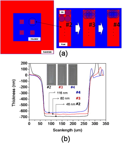 Figure 5. (a) Control of the in-pixel thickness profile by DPI duplication without changing the drop size. (b) Surface profilometer data for the printed green emitter with the CB-oDCB 5:5 mixture solvent, showing the thickness of 46–110 nm by increasing the DPI duplication.