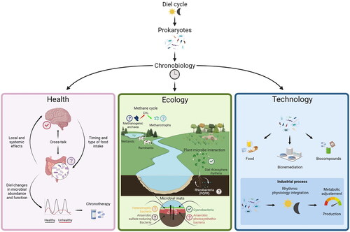 Figure 1. Schematic representation of chronobiology-based applications of Prokaryotes. The metabolism of humans and plants is controlled by a circadian clock that impacts their commensal microbial communities. In return, the microbiome fluctuates in terms of taxonomy, functioning and localisation, which influences their host’s physiology. A better understanding on potential time-keeping mechanisms in the microorganisms associated with plants and animals will allow more accurate models and open new perspectives on optimising these relationships. In addition, the industrial and technological fields would benefit from the integration of the natural rhythmic physiology of Prokaryotes into utilisation and manufacturing processes.