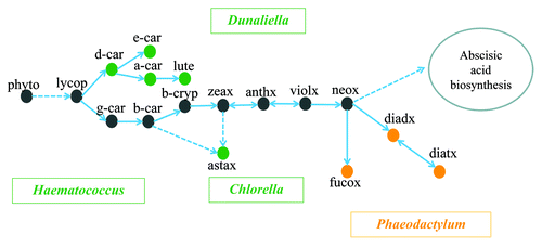 Figure 1. Overview of the carotenoid biosynthetic pathway in green microalgae and diatoms. Arrows indicate directions of the reactions. Dashed lines and solid lines represent multiple and single steps of enzymatic reactions, respectively. Green and orange dots refer to carotenoid species present only in green algae and only in diatoms, respectively, while gray dots show carotenoids which are present in both green algae and diatoms. Names of green microalgae are shown in green boxes, while the diatom Phaeodactylum is shown in an orange box. Abbreviations: phyto, phytoene; lycop, lycopene; d-car, δ-carotene; e-car, ε-carotene; a-car, α-carotene; lute, lutein; g-car, γ-carotene; b-car, β-carotene; b-cryp, β-cryptoxanthin; zeax, zeaxanthin; anthx, antheraxanthin; violx, violaxanthin; neox, neoxanthin; astax, astaxanthin; diadx, diadinoxanthin; diatx, diatoxanthin; fucox, fucoxanthin.