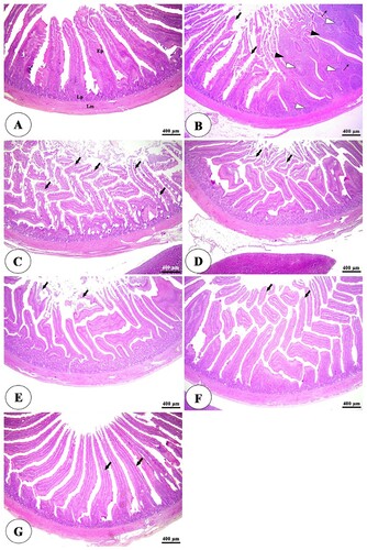 Figure 1. Photomicrograph of duodenum of negative control group (A) showing intact intestinal villi lined by simple columnar epithelium (Ep), lamina propria (Lp), and lamina muscularis (Lm). The positive control group (B) showing degeneration and necrosis of intestinal villi (thick arrows), thickening of some villi (black arrowheads), diffuse lymphocytic infiltration in the lamina propria (thin arrows), and lymphatic nodules (white arrowheads). The positive control group with humic acid 500 g/ton of feed (C) showing sloughing and degeneration of epithelial lining of intestinal villi along its whole length (arrows). The positive control group with humic acid 1000 g/ton of feed (D) showing sloughing and degeneration of the apical part of the intestinal villi (arrows). The positive control with lincomycin (E) showing desquamation of apical part of intestinal villi (arrows). The positive control with humic acid 500 g/ton of feed + lincomycin (F) and the positive control group with humic acid 1000 g/ton of feed+ lincomycin (G) showing long and intact intestinal villi (arrows). Stain H&E.