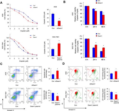 Figure 4 Daam1 regulates cisplatin sensitivity and apoptosis. (A) The 50% inhibitory concentration (IC50) of cisplatin in SGC-7901, SGC-7901/Daam1, AGS, and AGS/Daam1KD cells 48 h after cisplatin treatment. Ectopic Daam1 expression decreased IC50 level in SGC-7901 cell line while Daam1 knockdown increased IC50 in AGS cell line. (B) CCK8 cell viability assay showed that Daam1 knockdown increased the cisplatin (10μM) inhibition rate while Daam1 overexpression decreased it after 24 and 48 h of treatment. (C) Annexin V/PI results showed that the cisplatin induced apoptosis rate was decreased in SGC-7901 cells transfected with Daam1 plasmid. Daam1 depletion upregulated cisplatin induced apoptosis in AGS cell line. (D) JC-1 staining showed that ectopic Daam1 expression upregulated the mitochondrial membrane potential by decreasing green fluorescence percentage in SGC-7901 cells treated with cisplatin. Daam1 knockdown downregulated the mitochondrial membrane potential by increasing green fluorescence in AGS cells treated with cisplatin. *p<0.05.