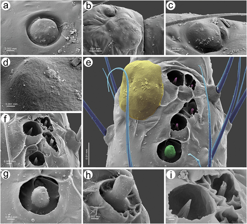 Figure 11. SEM of antennal placoid and coeloconic sensilla of apterous viviparous female of S. yushanensis: (a), ultrastructure of small multiporous placoid sensillum on ANT IV, (b) small and big multiporous placoid sensilla on ANT V, (c) ultrastructure of small multiporous placoid sensillum on ANT V, (d) ultrastructure membrane of small multiporous placoid sensillum on ANT V, (e) sensilla types on ANT VI BASE: type I trichoid sensilla (blue), big multiporous placoid sensillum (yellow) – major rhinarium, small multiporous placiod sensillum (green), two kinds of sunken coeloconic sensilla (pink) – accessory rhinaria, (f) group of two types of sunken coeloconic sensilla, (g) ultrastructure of small multiporous placoid sensillum on the BASE, (h) ultrastructure of small multiporous placoid sensillum on the PT, (i) type I sunken coeloconic sensillum (with short projections) and type II sunken coeloconic sensillum (with long projections).