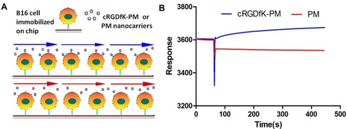 Figure 3 Studies of the micelle–cell interactions by SPR. (A) Schematic graph of a sensor chip bound with B16 cells in flowing buffer containing the micelles. (B) SPR responses of unmodified micelles and cRGDfK peptides modified micelles with B16 cells during a 450-s infusion.