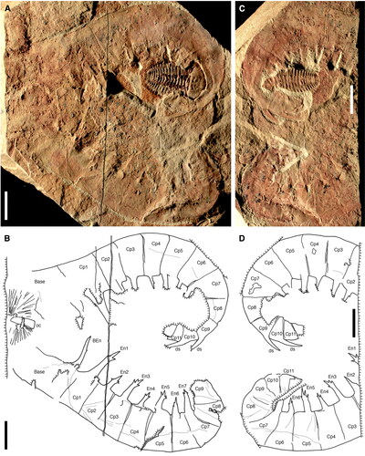 Figure 4. Anomalocaris daleyae sp. nov. Paratype SAMA P54844a, b. Paired frontal appendages and partial oral cone. A, B, P54844a. Photograph and camera lucida drawing, respectively. C, D, P54844b. Photograph and camera lucida drawing, respectively. Abbreviations: BEn, base endite; Cp1–Cp11, claw podomeres 1–11; ds, dorsal spine; En1–7, endites of claw podomeres 1–7; oc, oral cone. Scale bars: 10 mm.